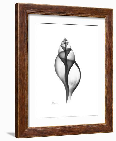 Tulip Shell Gray-Albert Koetsier-Framed Premium Giclee Print