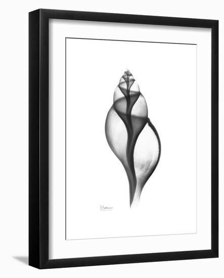 Tulip Shell Gray-Albert Koetsier-Framed Premium Giclee Print