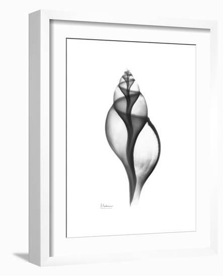 Tulip Shell Gray-Albert Koetsier-Framed Premium Giclee Print