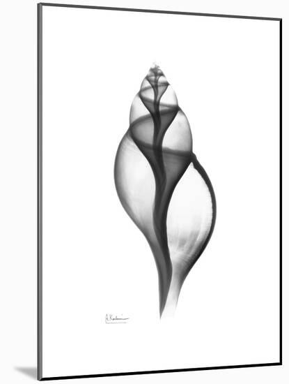 Tulip Shell Gray-Albert Koetsier-Mounted Premium Giclee Print