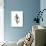 Tulip Shell Gray-Albert Koetsier-Premium Giclee Print displayed on a wall