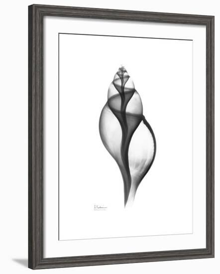 Tulip Shell Gray-Albert Koetsier-Framed Premium Giclee Print