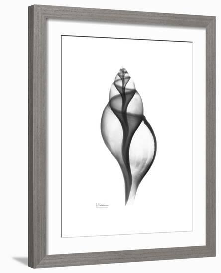 Tulip Shell Gray-Albert Koetsier-Framed Premium Giclee Print