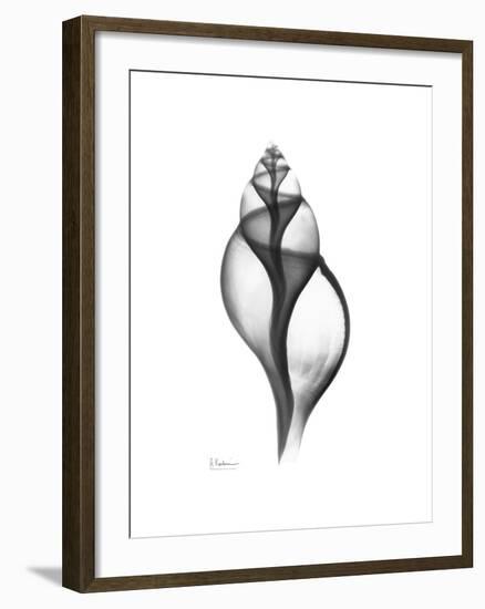 Tulip Shell Gray-Albert Koetsier-Framed Premium Giclee Print