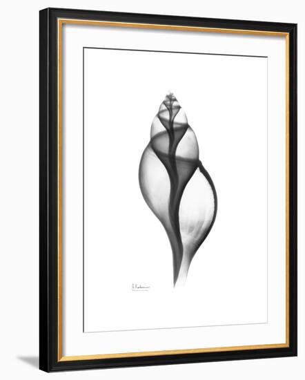 Tulip Shell Gray-Albert Koetsier-Framed Premium Giclee Print