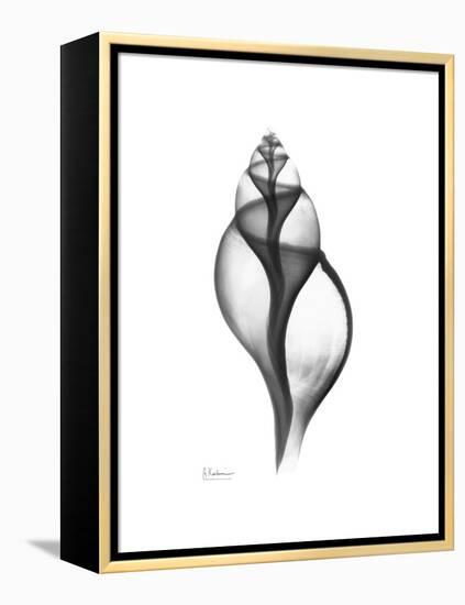 Tulip Shell Gray-Albert Koetsier-Framed Stretched Canvas