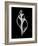 Tulip Shell on Black-Albert Koetsier-Framed Art Print