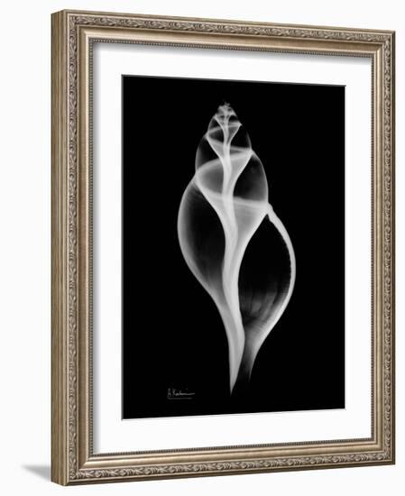 Tulip Shell on Black-Albert Koetsier-Framed Art Print