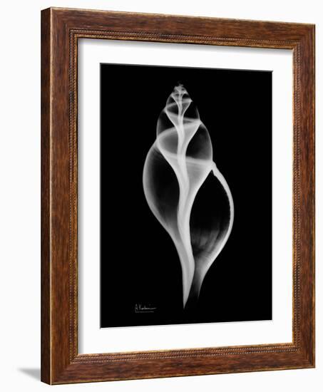Tulip Shell on Black-Albert Koetsier-Framed Art Print