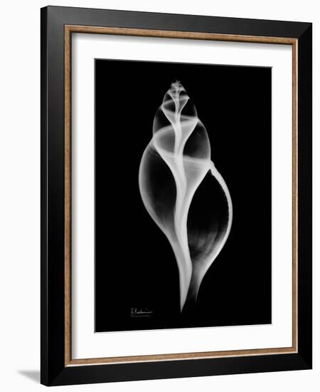 Tulip Shell on Black-Albert Koetsier-Framed Art Print