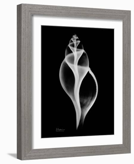 Tulip Shell on Black-Albert Koetsier-Framed Art Print