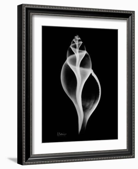 Tulip Shell on Black-Albert Koetsier-Framed Art Print