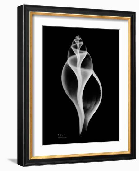 Tulip Shell on Black-Albert Koetsier-Framed Art Print