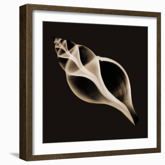 Tulip Shell Sepia-Albert Koetsier-Framed Photographic Print