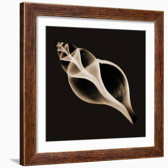 Tulip Shell Sepia-Albert Koetsier-Framed Photographic Print