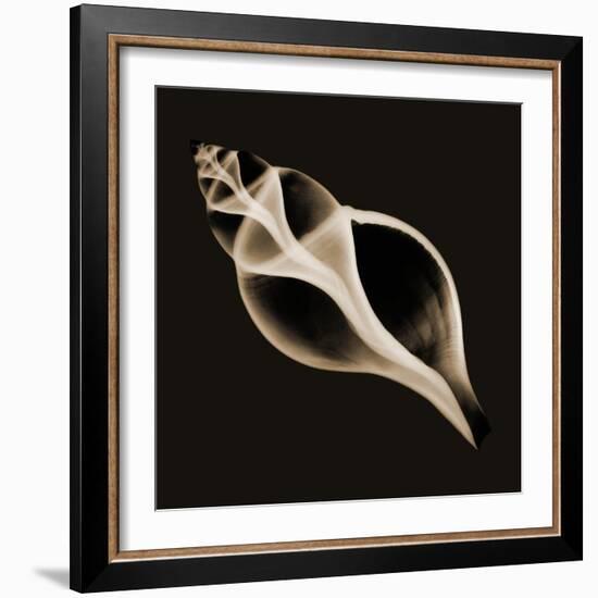 Tulip Shell Sepia-Albert Koetsier-Framed Photographic Print