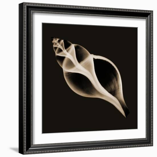 Tulip Shell Sepia-Albert Koetsier-Framed Photographic Print