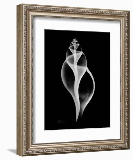 Tulip Shell Xray-Albert Koetsier-Framed Art Print