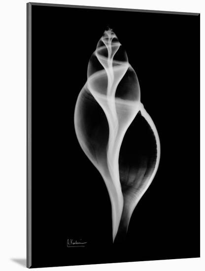 Tulip Shell Xray-Albert Koetsier-Mounted Premium Giclee Print