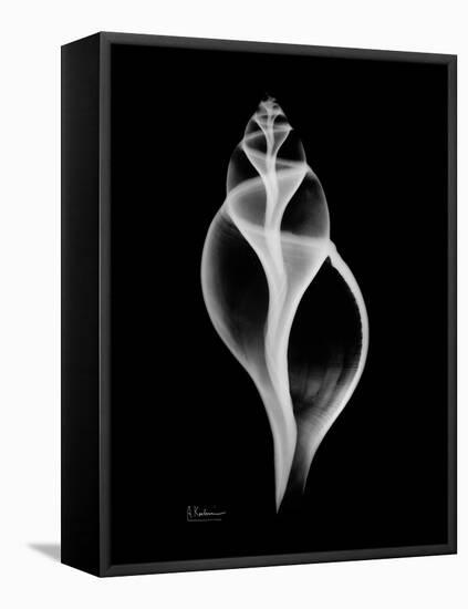 Tulip Shell Xray-Albert Koetsier-Framed Stretched Canvas