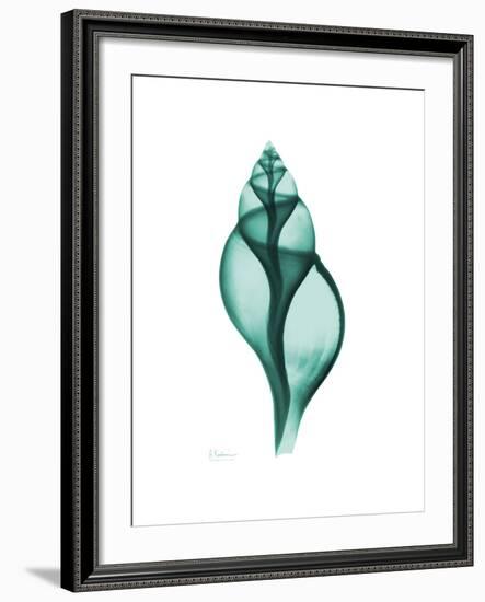 Tulip Shell-Albert Koetsier-Framed Premium Giclee Print