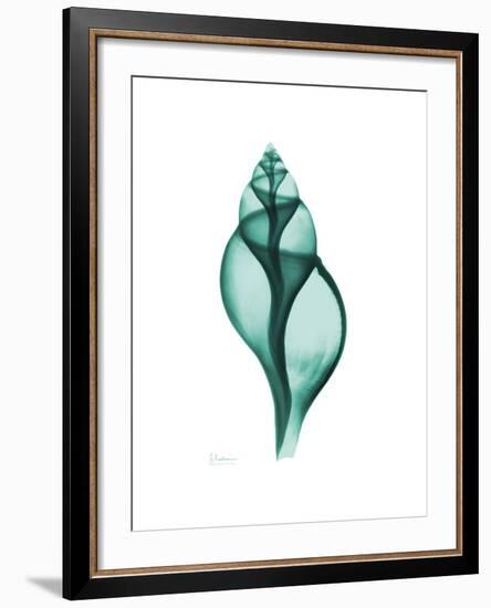 Tulip Shell-Albert Koetsier-Framed Premium Giclee Print