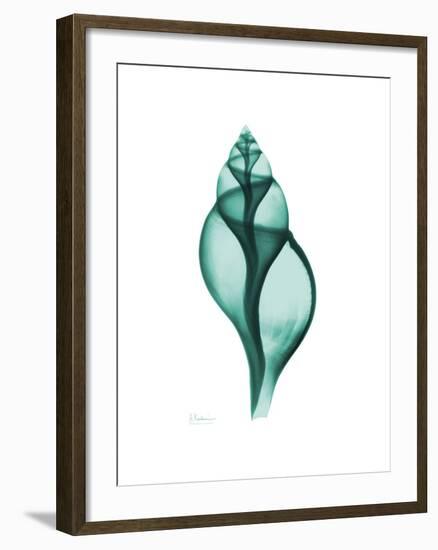 Tulip Shell-Albert Koetsier-Framed Premium Giclee Print