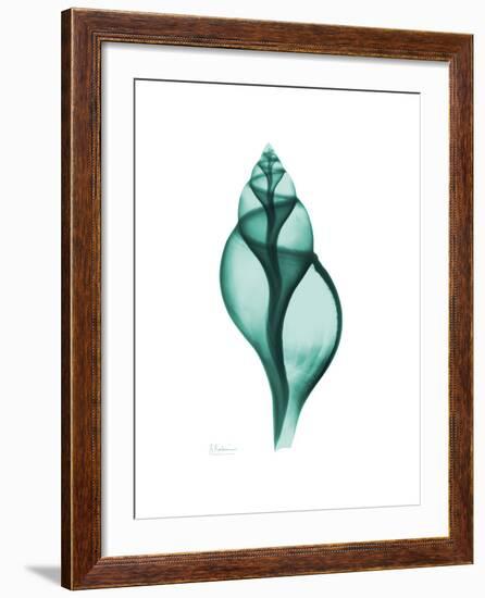 Tulip Shell-Albert Koetsier-Framed Premium Giclee Print