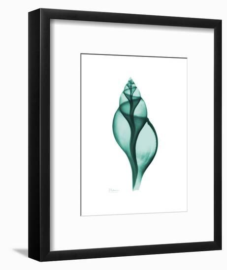 Tulip Shell-Albert Koetsier-Framed Premium Giclee Print