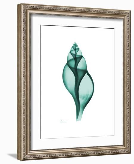 Tulip Shell-Albert Koetsier-Framed Premium Giclee Print