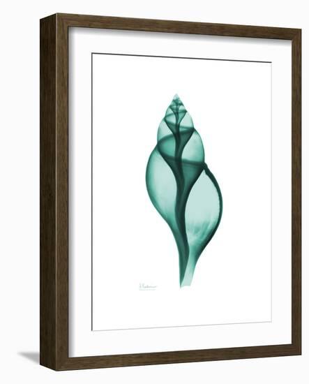 Tulip Shell-Albert Koetsier-Framed Premium Giclee Print