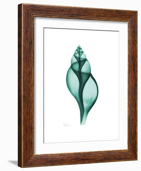 Tulip Shell-Albert Koetsier-Framed Premium Giclee Print