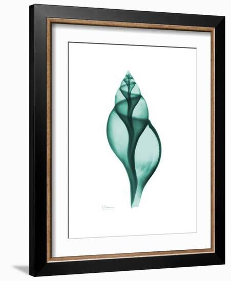 Tulip Shell-Albert Koetsier-Framed Premium Giclee Print