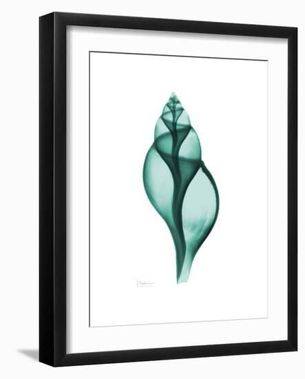 Tulip Shell-Albert Koetsier-Framed Premium Giclee Print