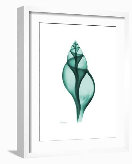 Tulip Shell-Albert Koetsier-Framed Premium Giclee Print