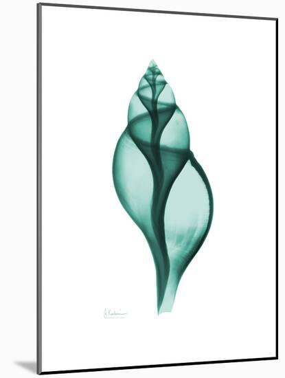 Tulip Shell-Albert Koetsier-Mounted Premium Giclee Print