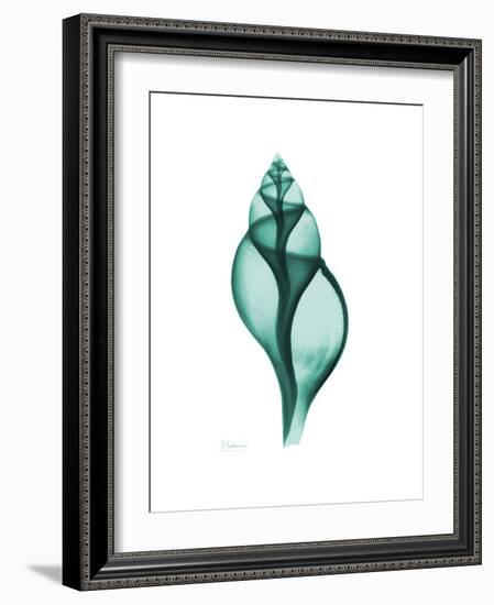 Tulip Shell-Albert Koetsier-Framed Premium Giclee Print