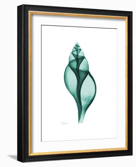 Tulip Shell-Albert Koetsier-Framed Premium Giclee Print