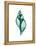 Tulip Shell-Albert Koetsier-Framed Stretched Canvas