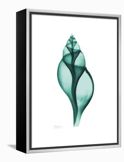 Tulip Shell-Albert Koetsier-Framed Stretched Canvas