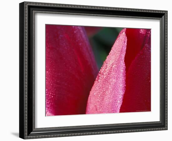 Tulip, Skagit Valley, Washington, USA-William Sutton-Framed Photographic Print