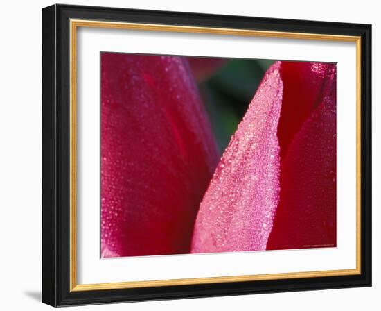Tulip, Skagit Valley, Washington, USA-William Sutton-Framed Photographic Print