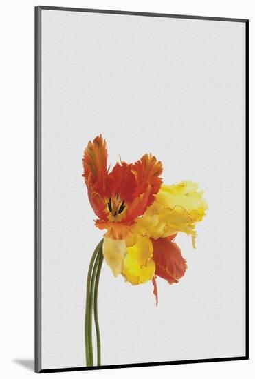 Tulip Still Life-Orara Studio-Mounted Photographic Print