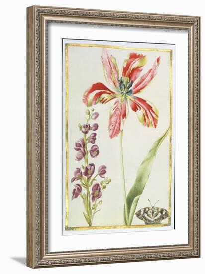 Tulip, Stocks and Butterfly, C.1675-Nicolas Robert-Framed Giclee Print