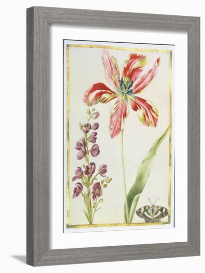 Tulip, Stocks and Butterfly, C.1675-Nicolas Robert-Framed Giclee Print