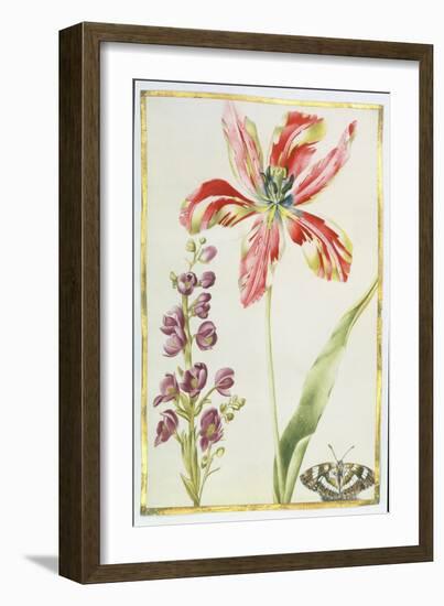 Tulip, Stocks and Butterfly, C.1675-Nicolas Robert-Framed Giclee Print