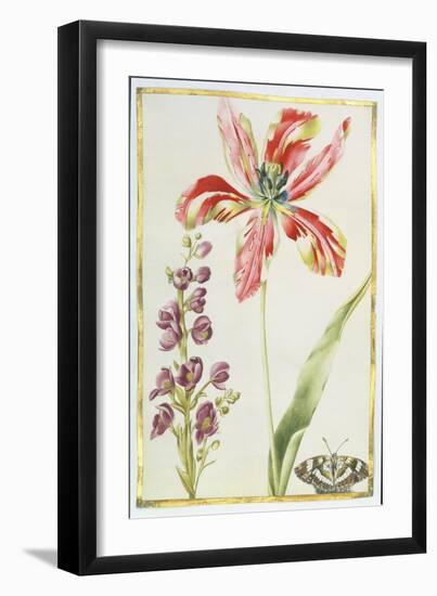 Tulip, Stocks and Butterfly, C.1675-Nicolas Robert-Framed Giclee Print