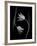 Tulip Tango - Duet-Assaf Frank-Framed Giclee Print