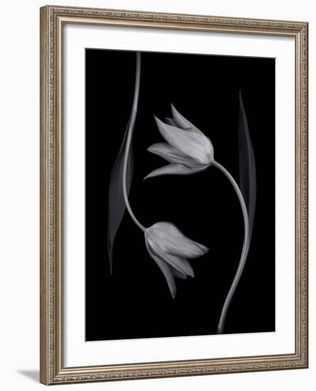 Tulip Tango - Duet-Assaf Frank-Framed Giclee Print