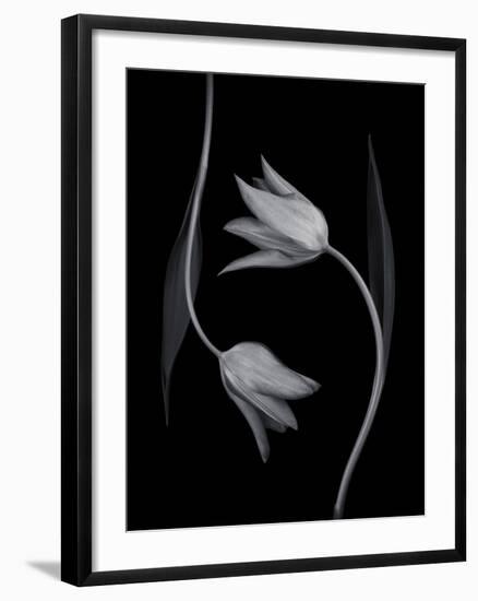 Tulip Tango - Duet-Assaf Frank-Framed Giclee Print